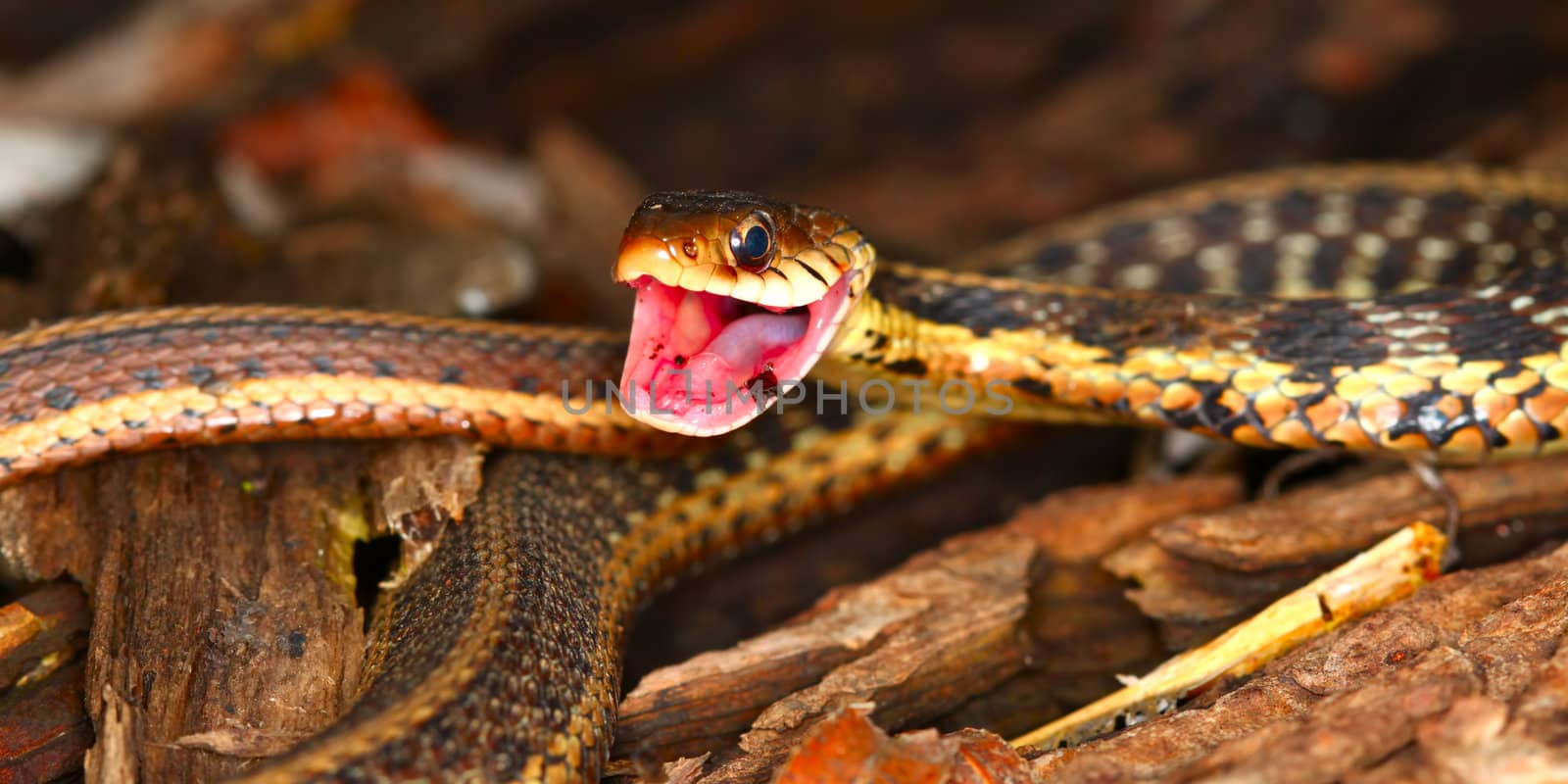 Garter Snake (Thamnophis sirtalis) takes a defensive position.