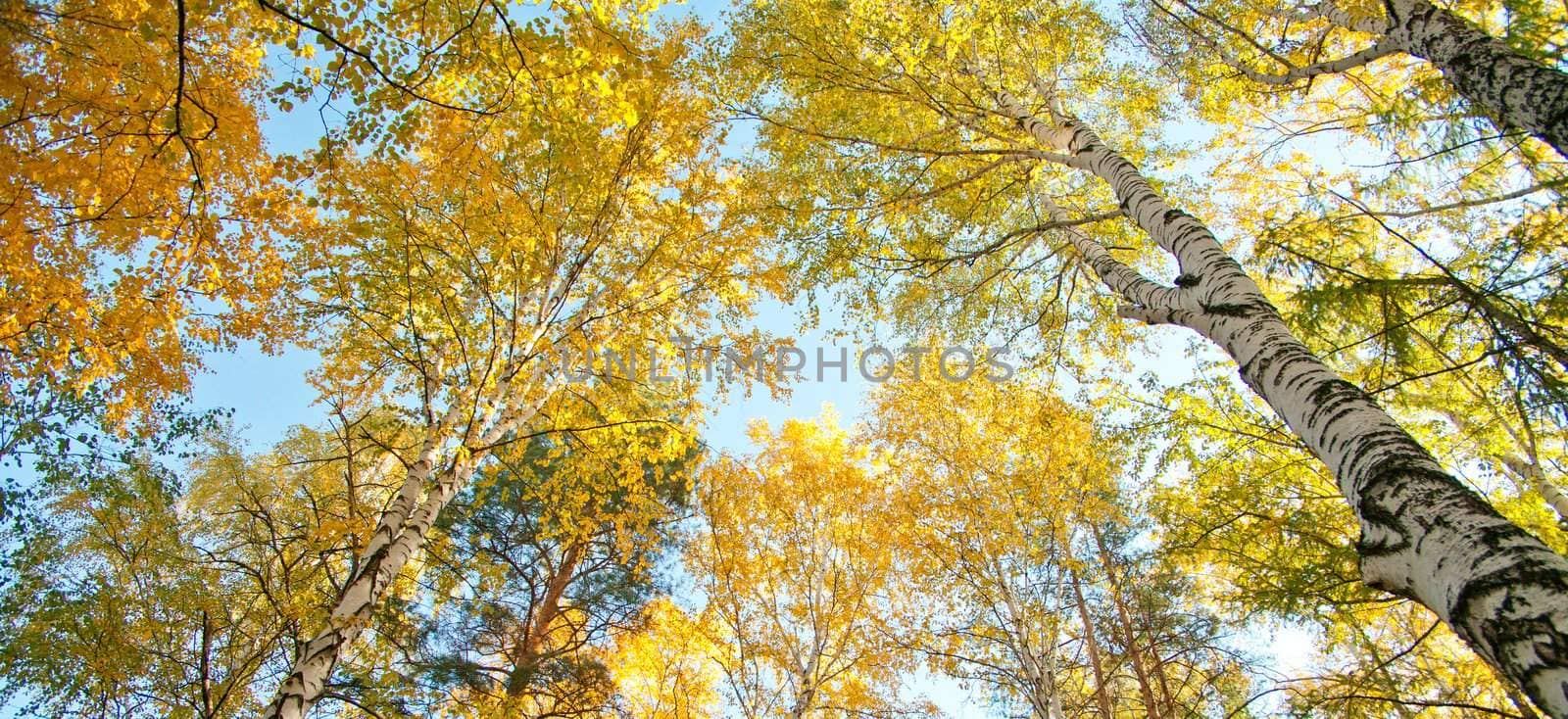 Autumn yellowing of birch forest in clear weather