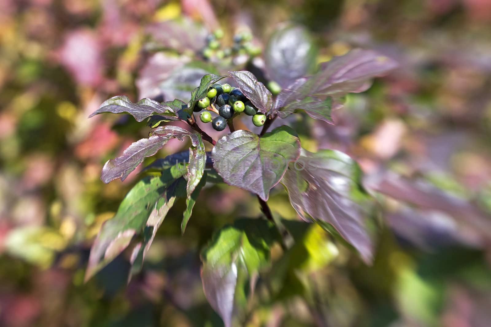 green and black berries in autumn bush