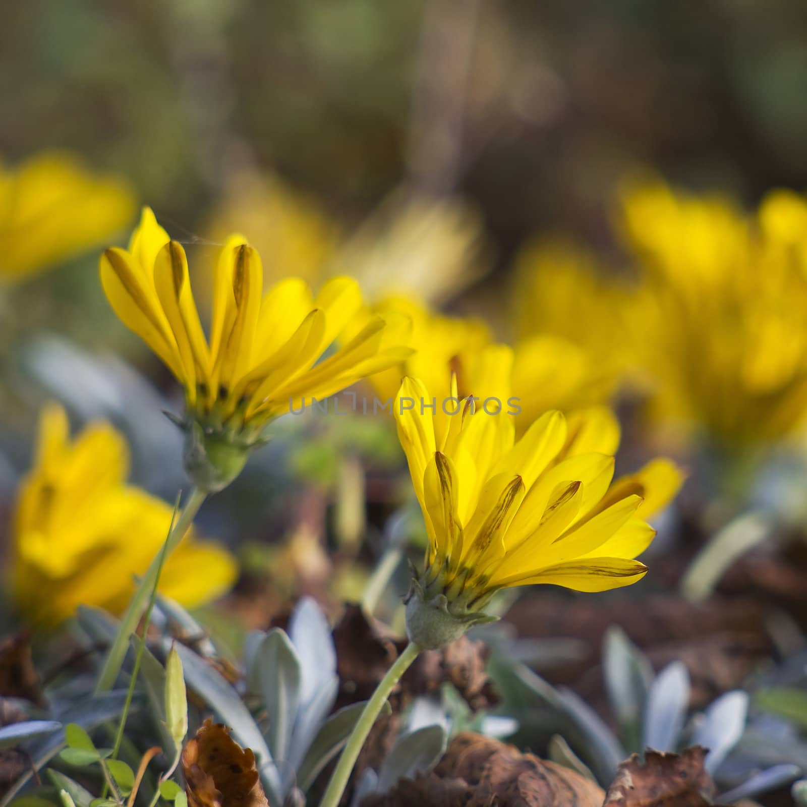 Yellow flowers in autumn by miradrozdowski