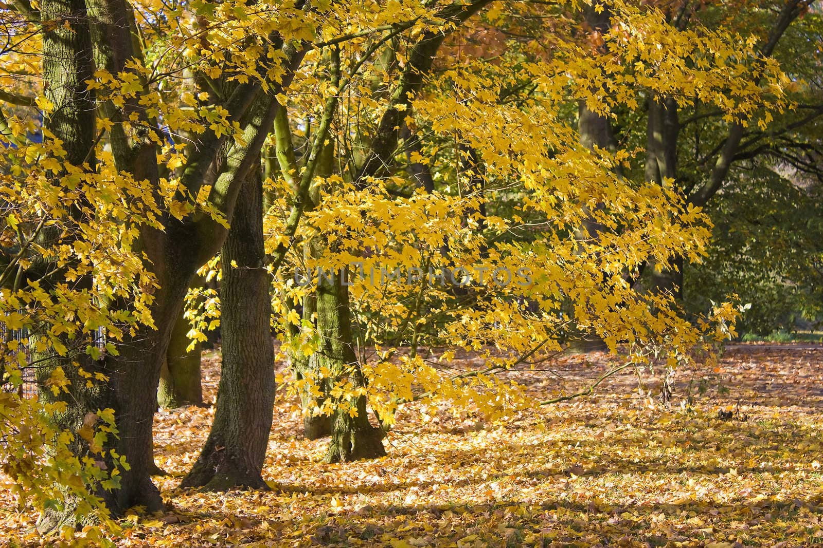 autumn in the park