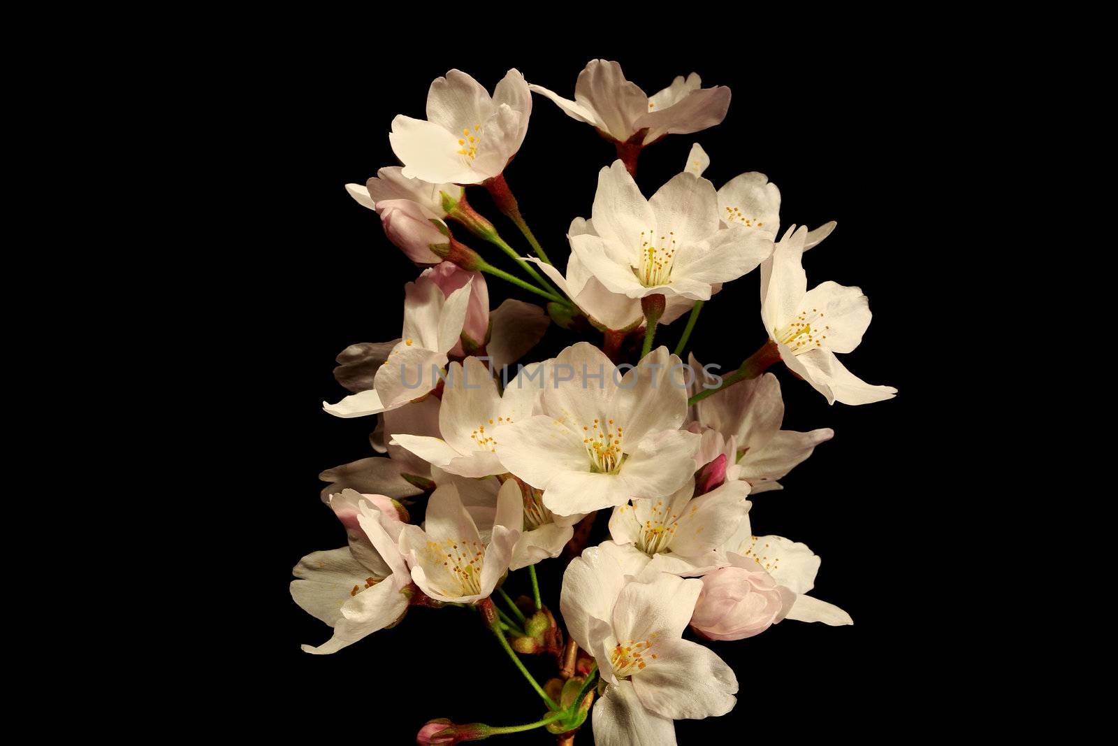 Cherry blossom blooming isolated in black background