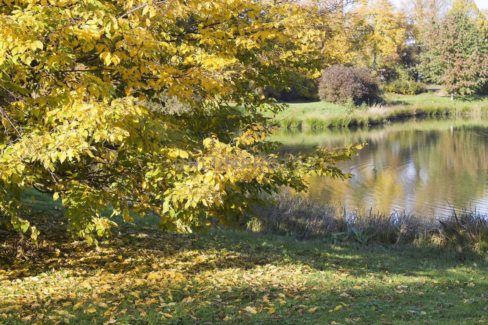 autumn in the park