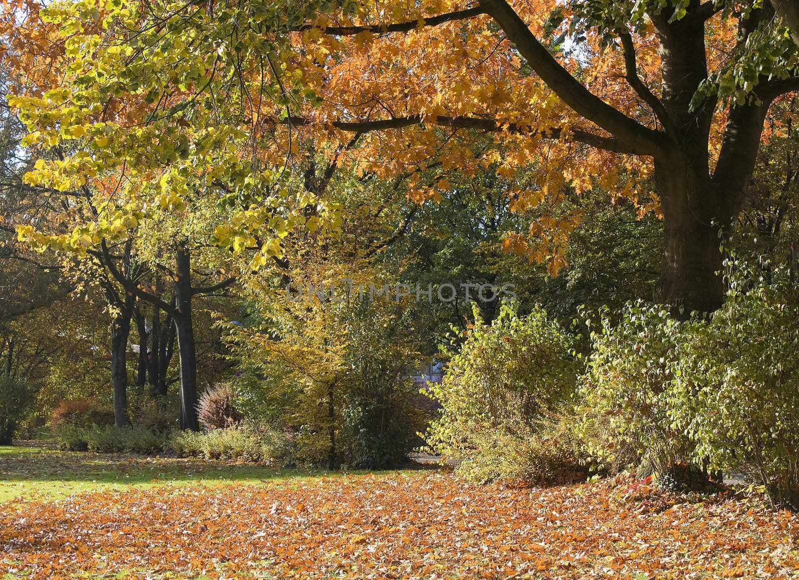 autumn in the park
