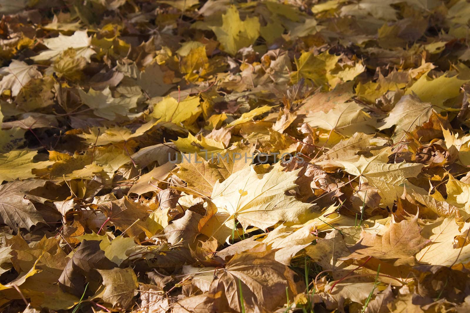 maple leaves covering the ground