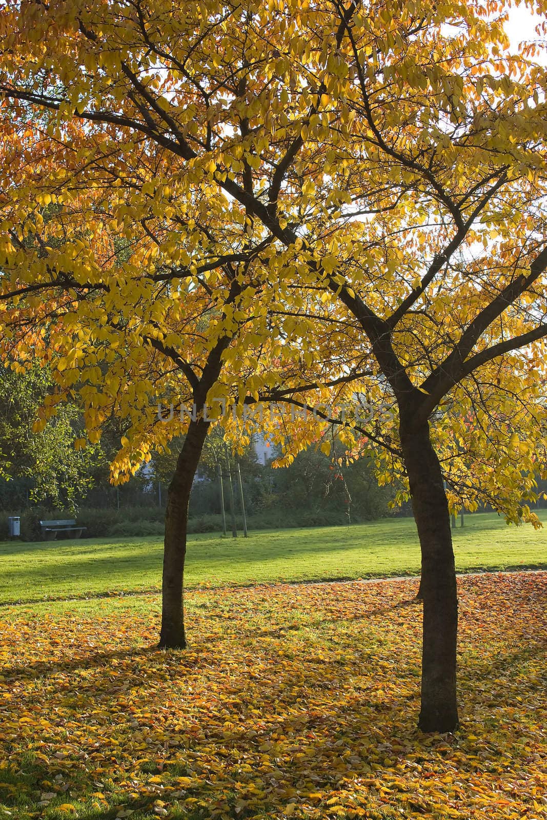 autumn in the park by miradrozdowski