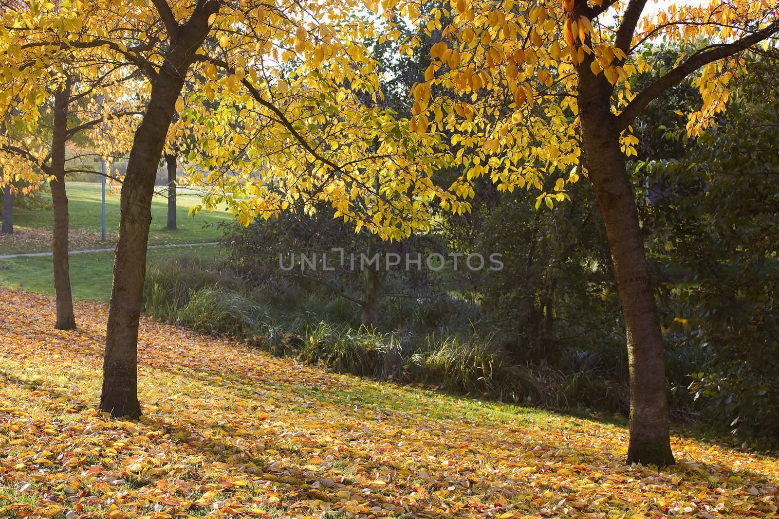autumn in the park