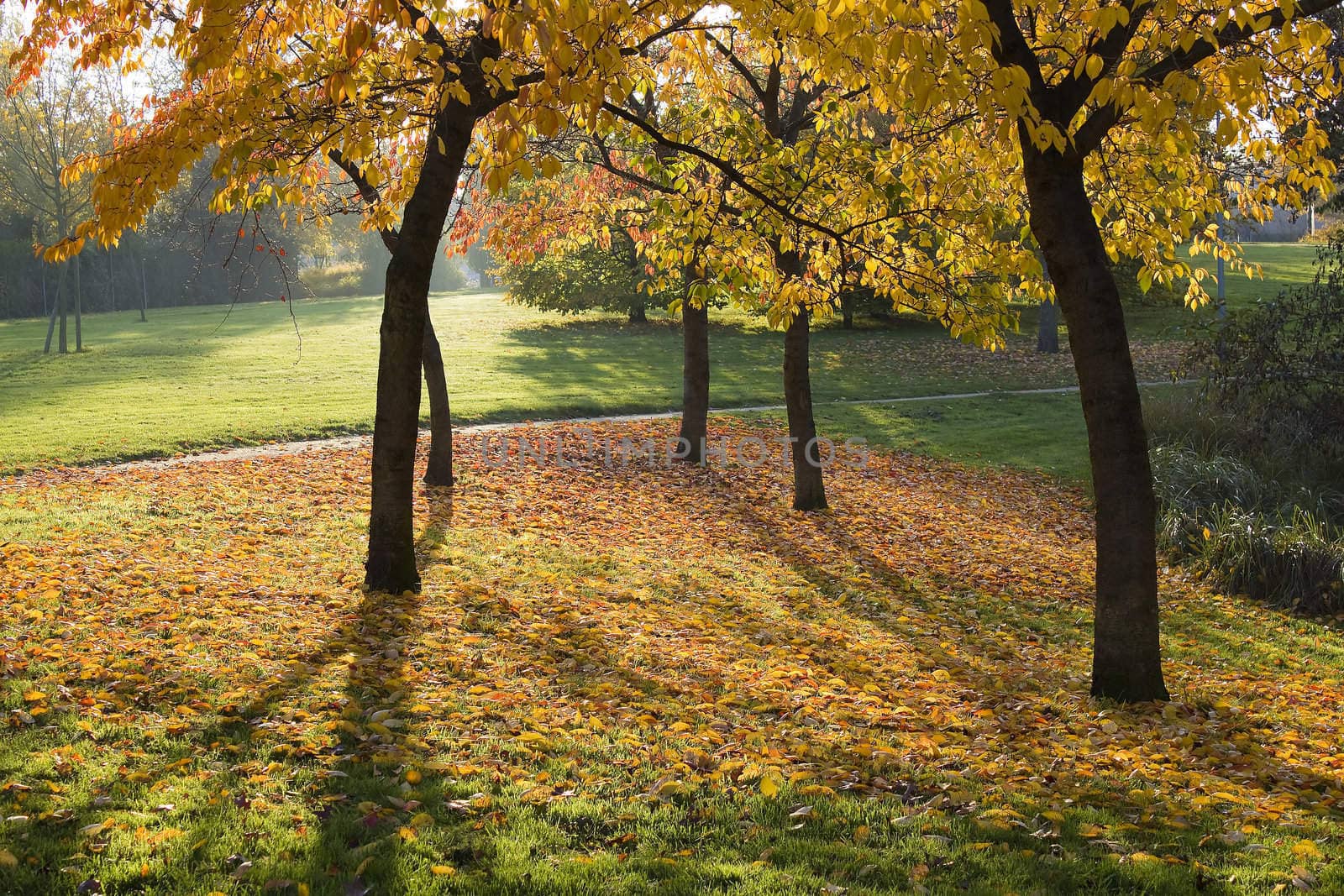 autumn in the park