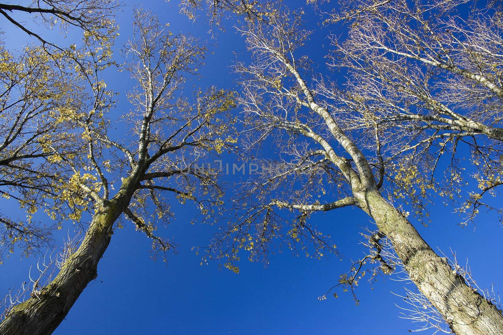 Silhouette a tree against a background of sky 