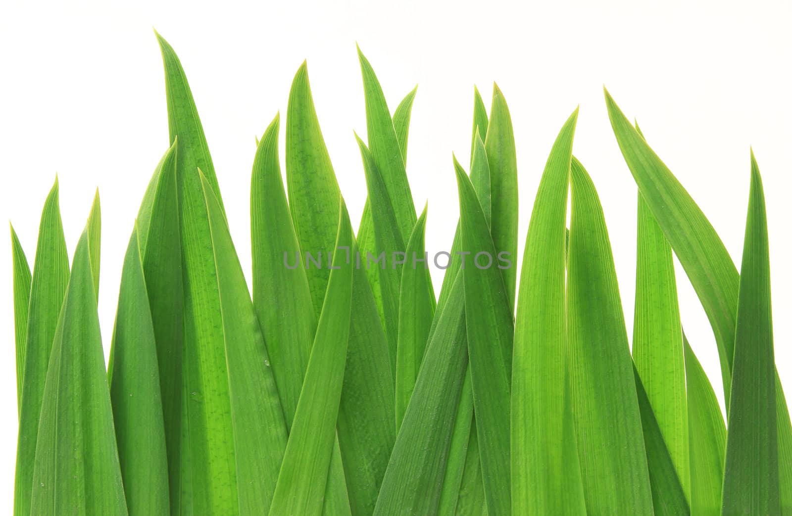 Green grass isolated on white background - many uses for environment related.