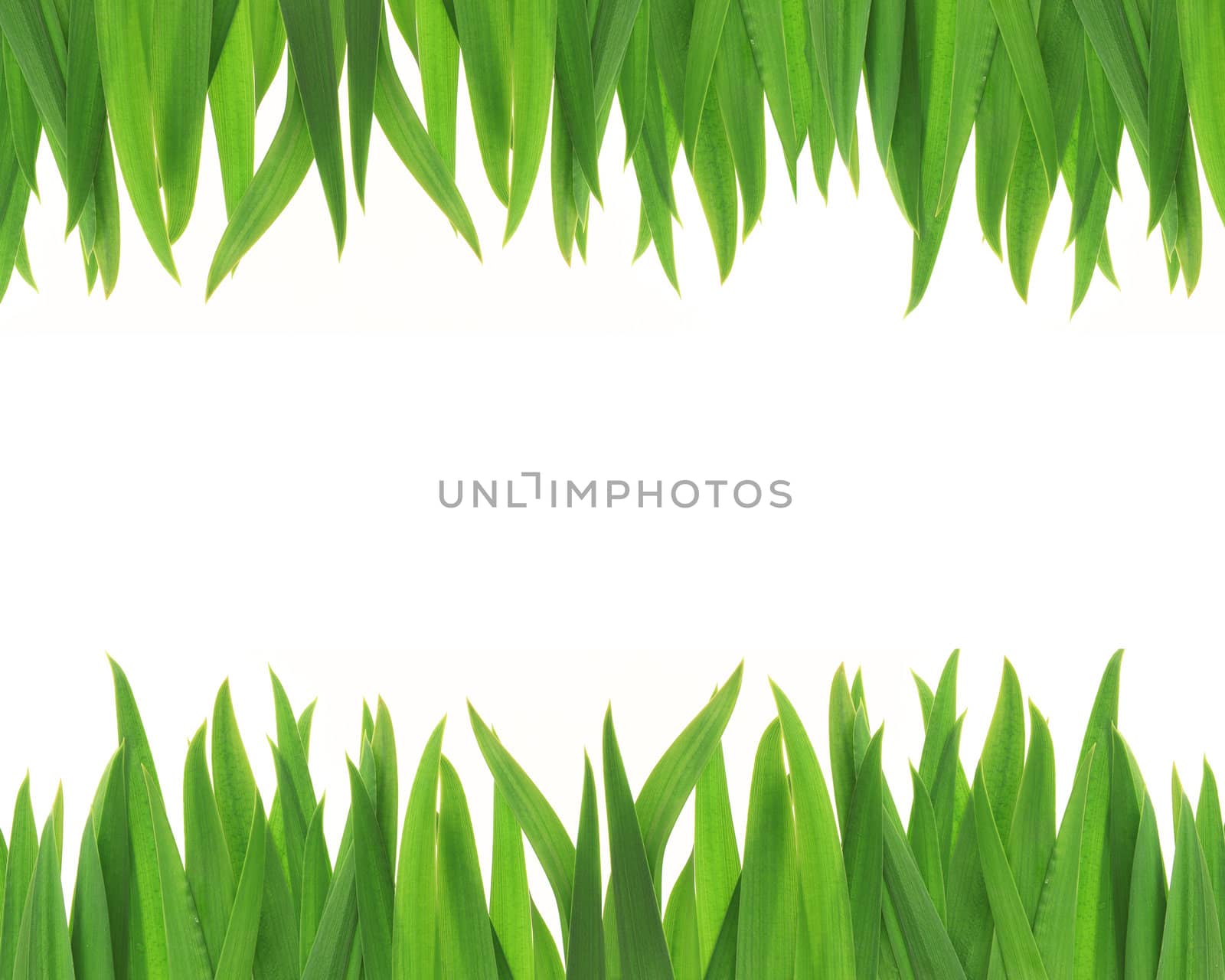 Green grass frame in a white copy space. Put your text on the white.