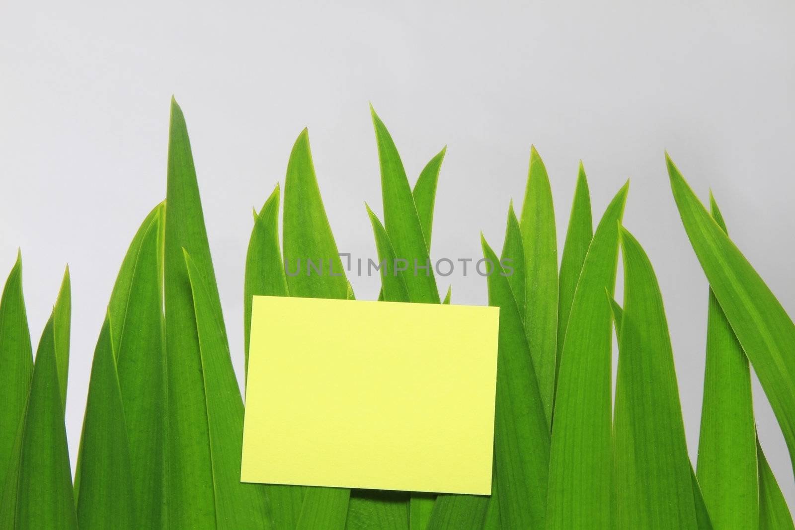 Put your message in yellow blank note with green grass background.