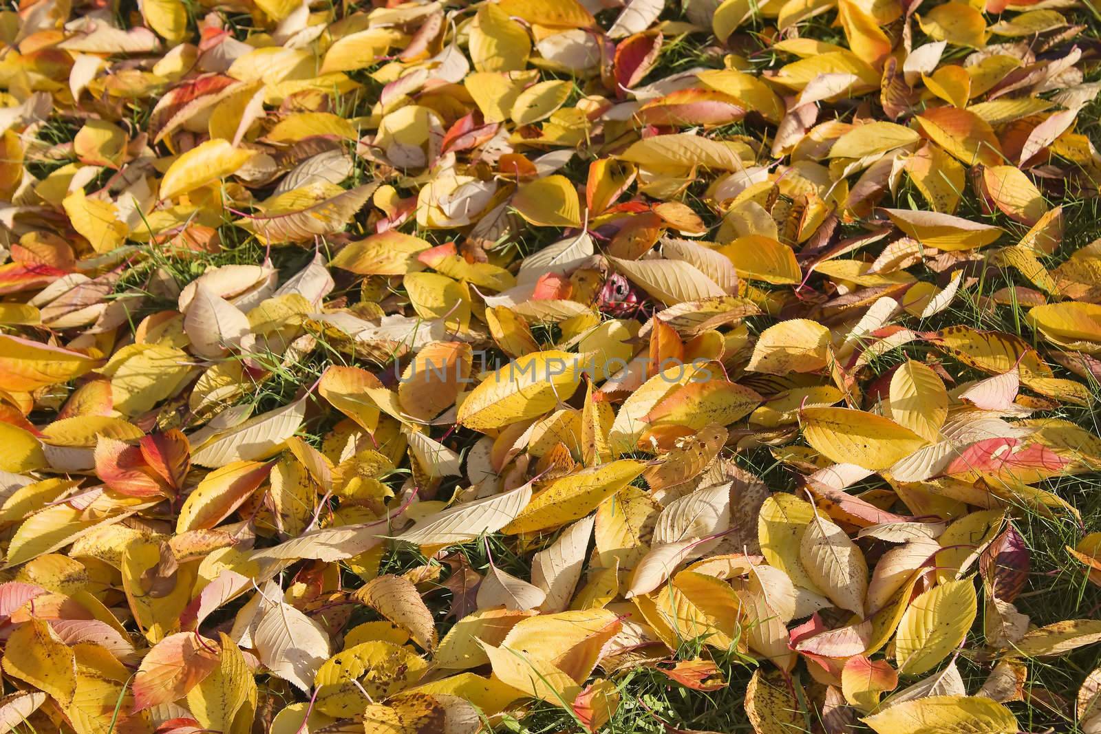 carpet of autumn leaves 