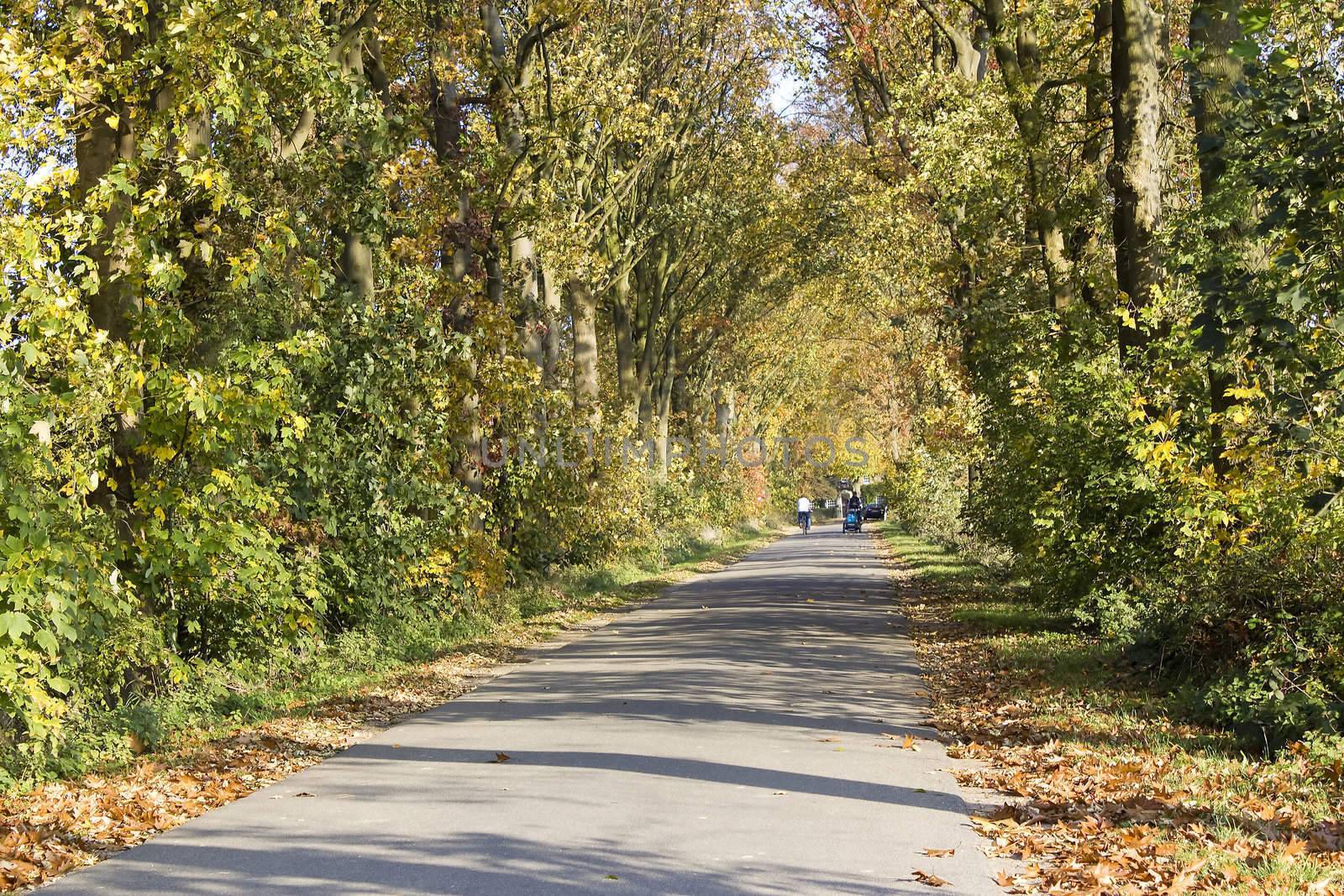 The road through the autumnal park.