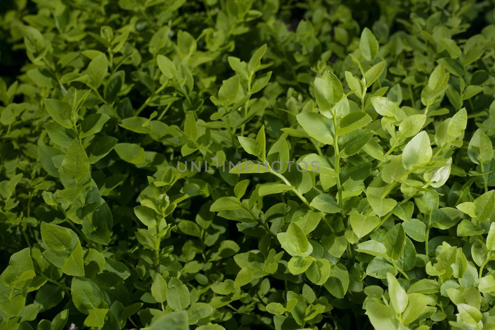 Closeup of fresh spring bush of a blueberry