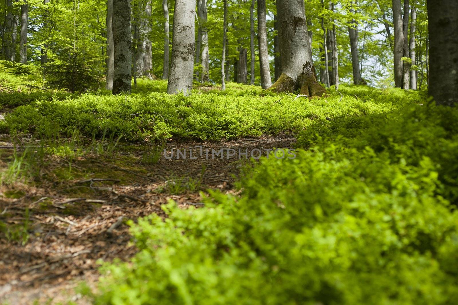 Spring beech forest covered with blueberry bushes