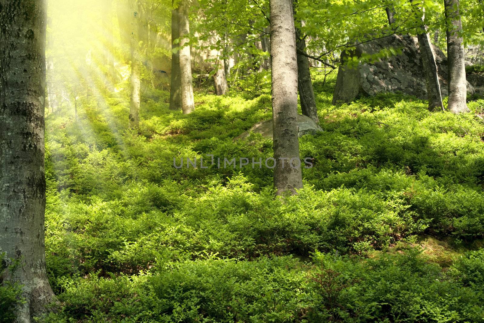 Spring beech forest covered with blueberry bushes