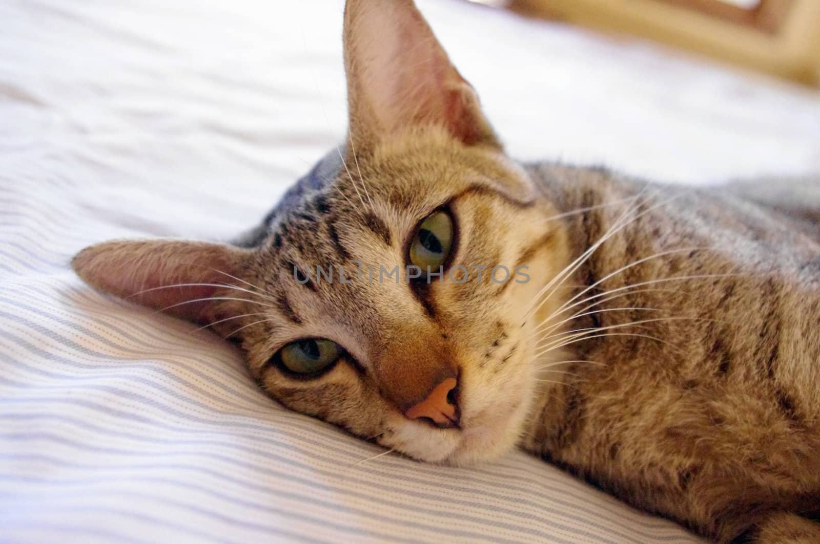 Cat lying on a bed by Komar