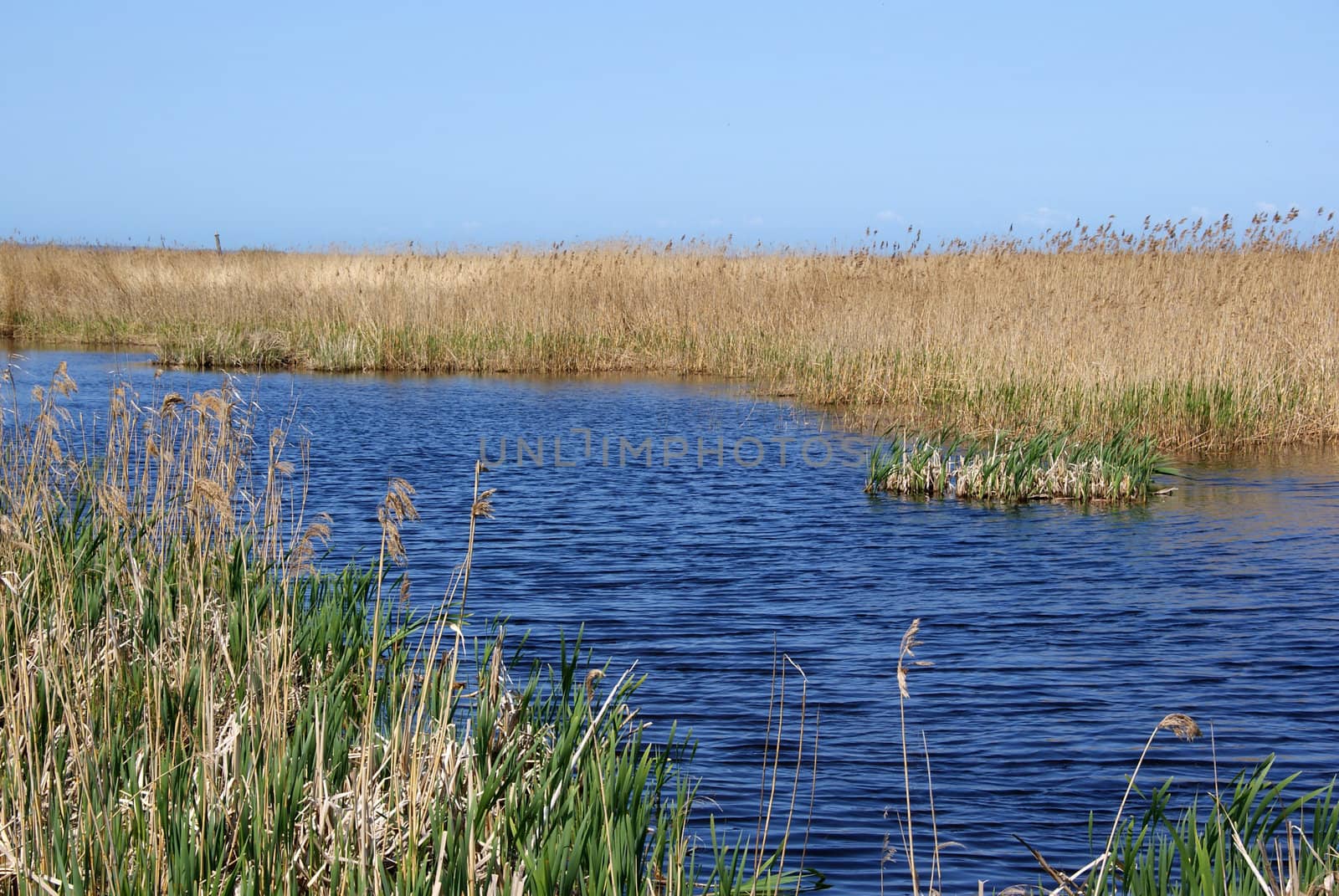 Pure pond and cane