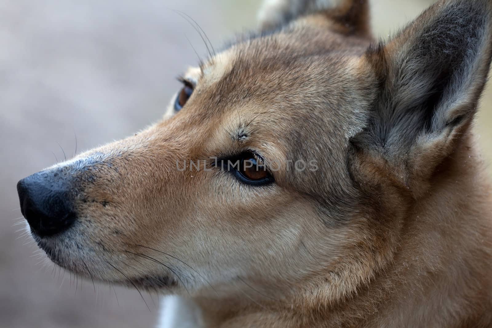 Portrait of a hunting dog at a small depth of field