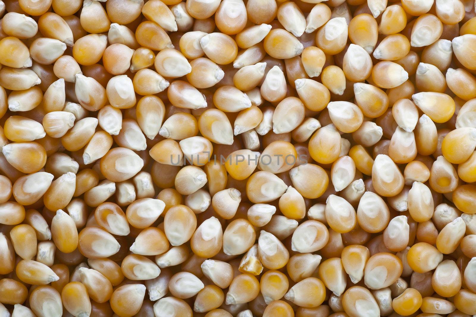 Yellow popcorn kernels food background