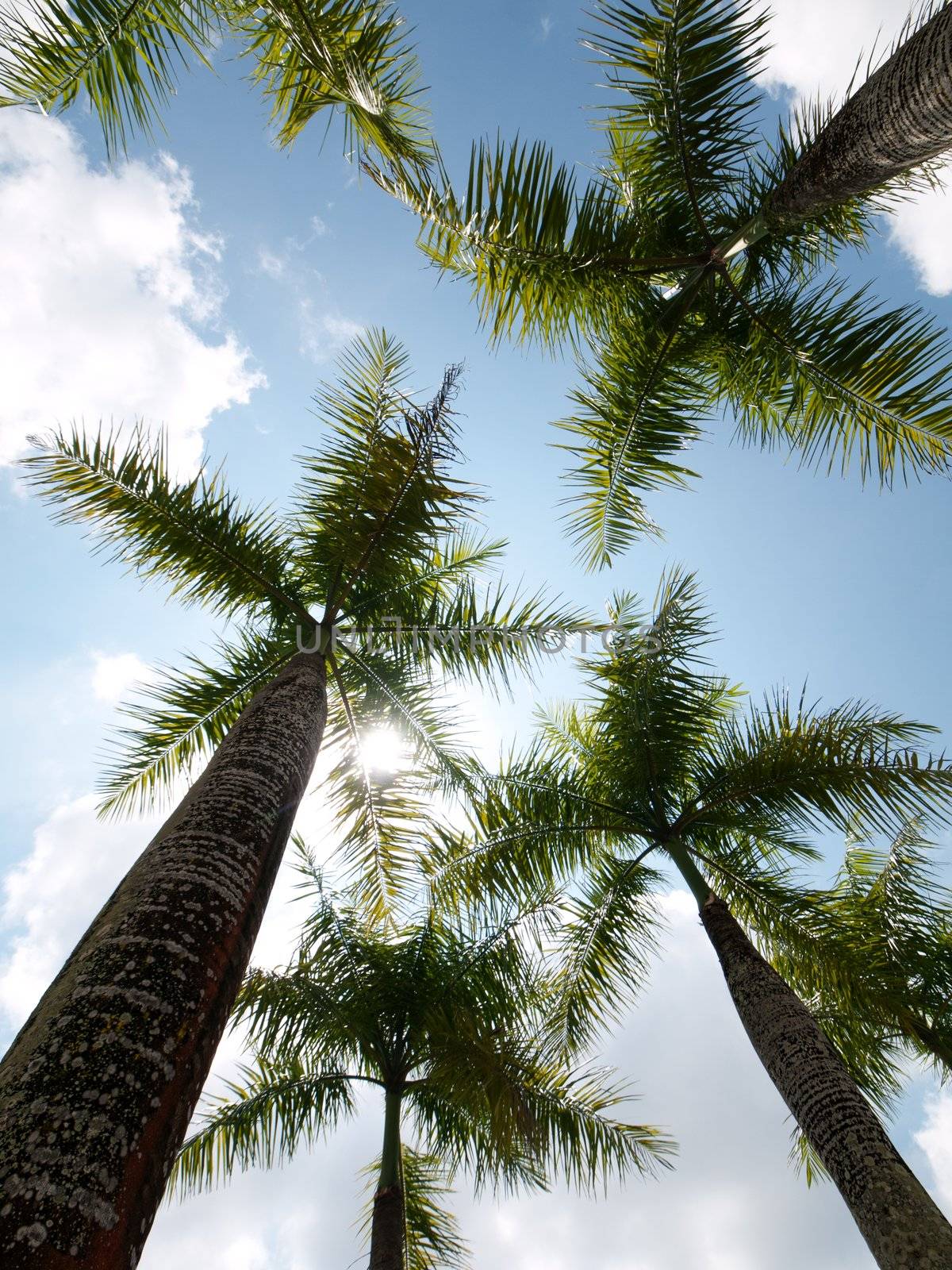 Coconut trees with cloudy sky in Malaysia