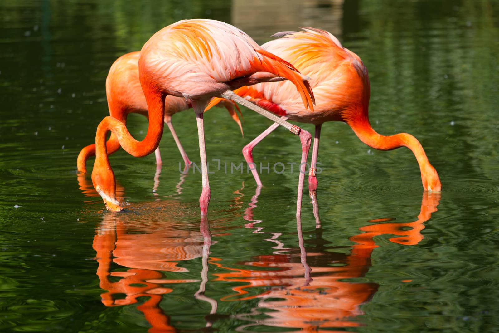 Flamingos at a lake in Northern Europe