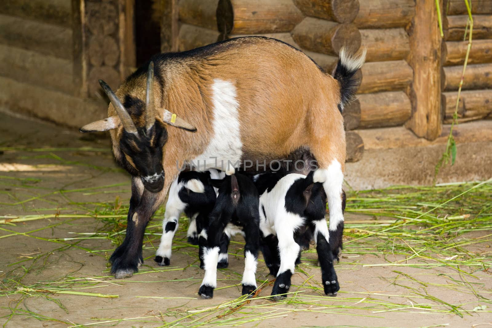 Goats in the summer evening sun in Northern Europe