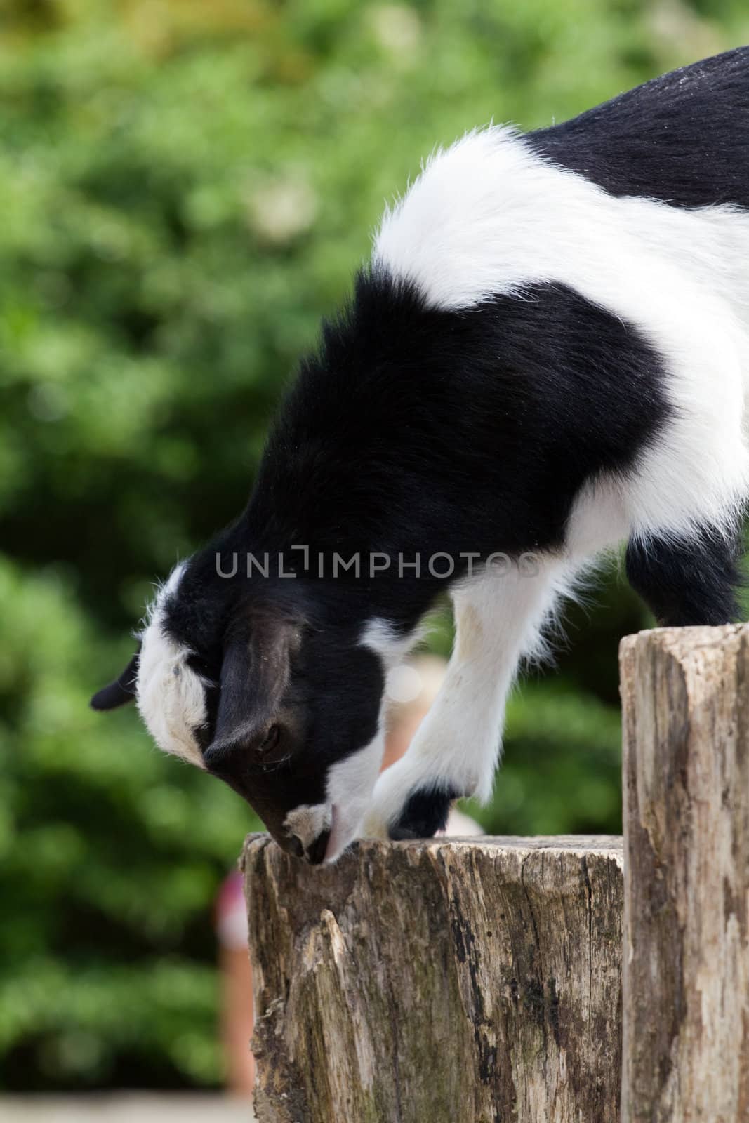 Goats in the summer evening sun in Northern Europe