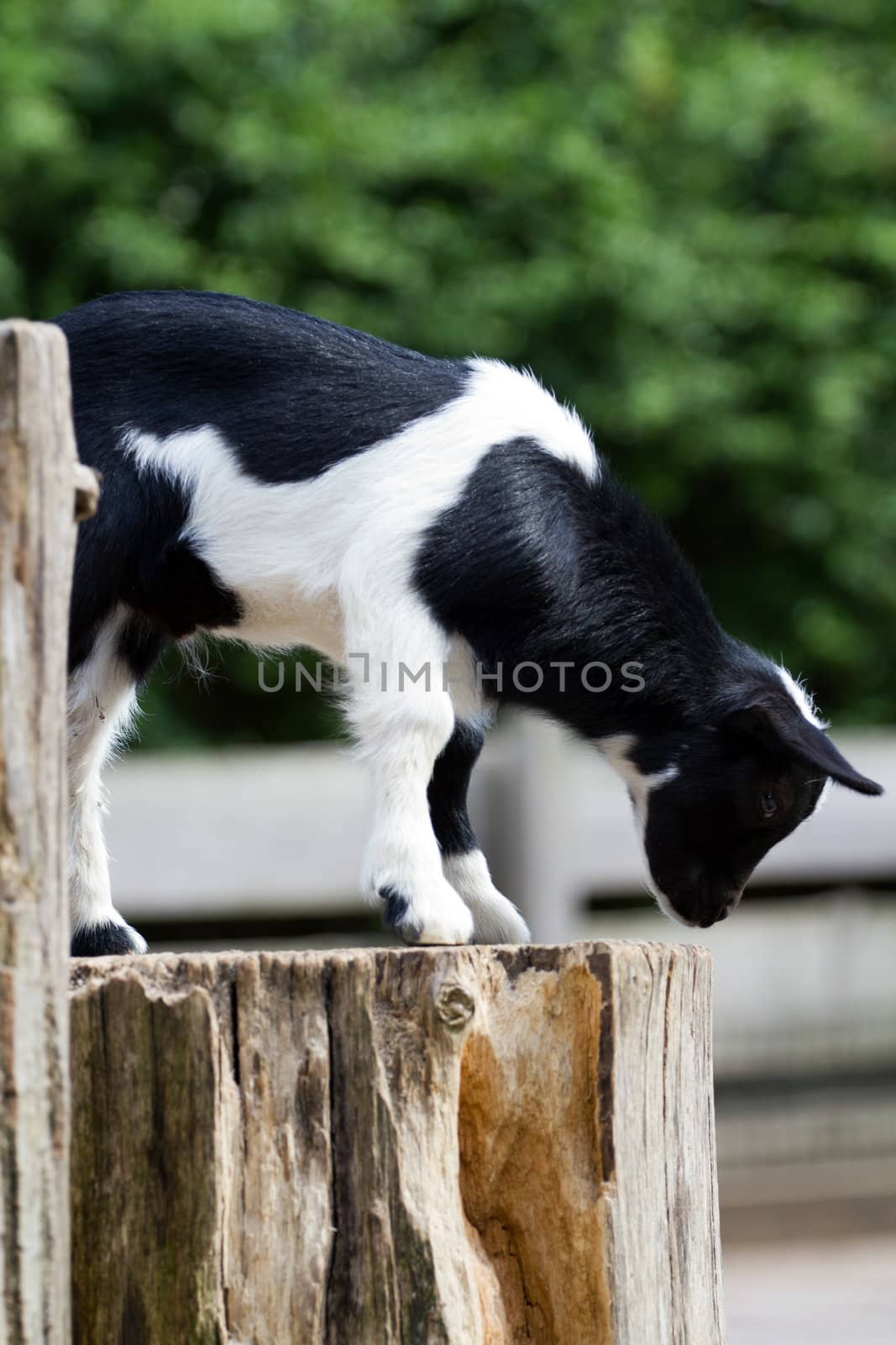 Goats in the summer evening sun in Northern Europe