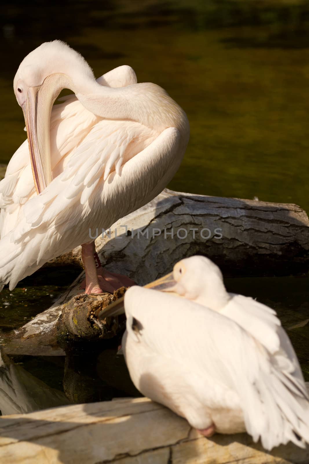 Pelicans perched at the lakeside on a warm summer's afternoon
