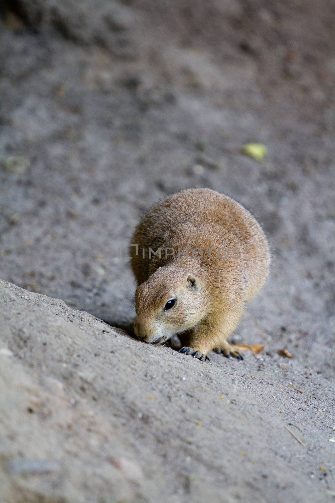 A Prairie Dog ventures out at the onset of the summer evening