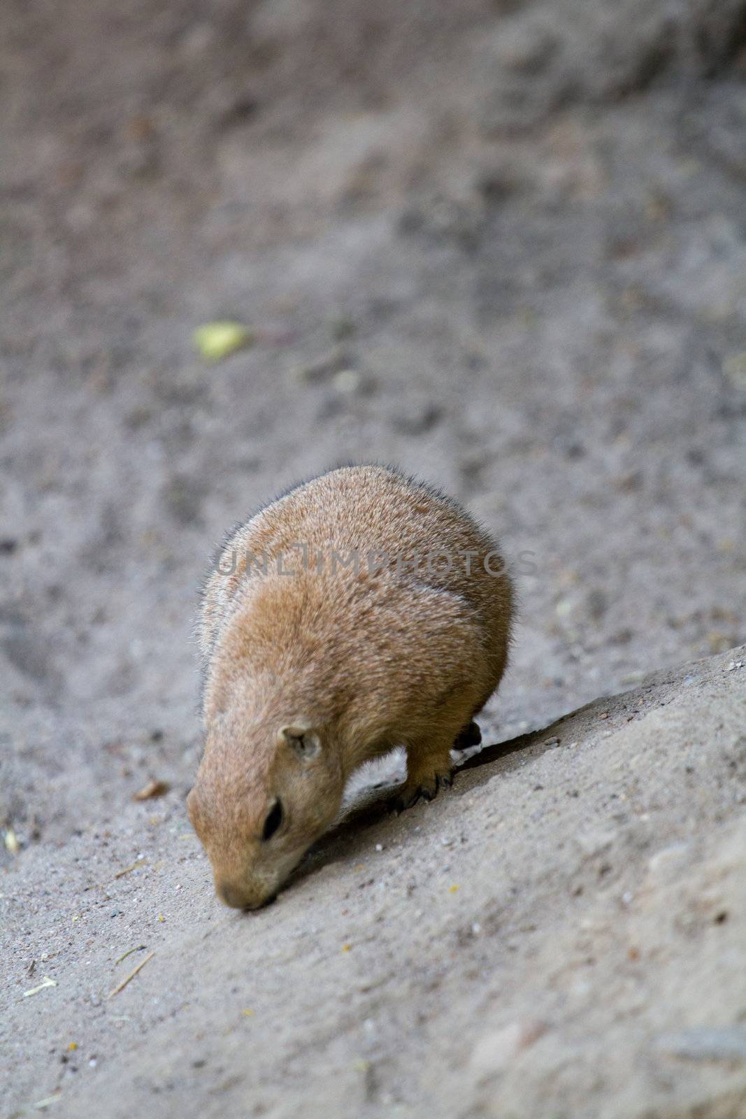 A Prairie Dog ventures out at the onset of the summer evening