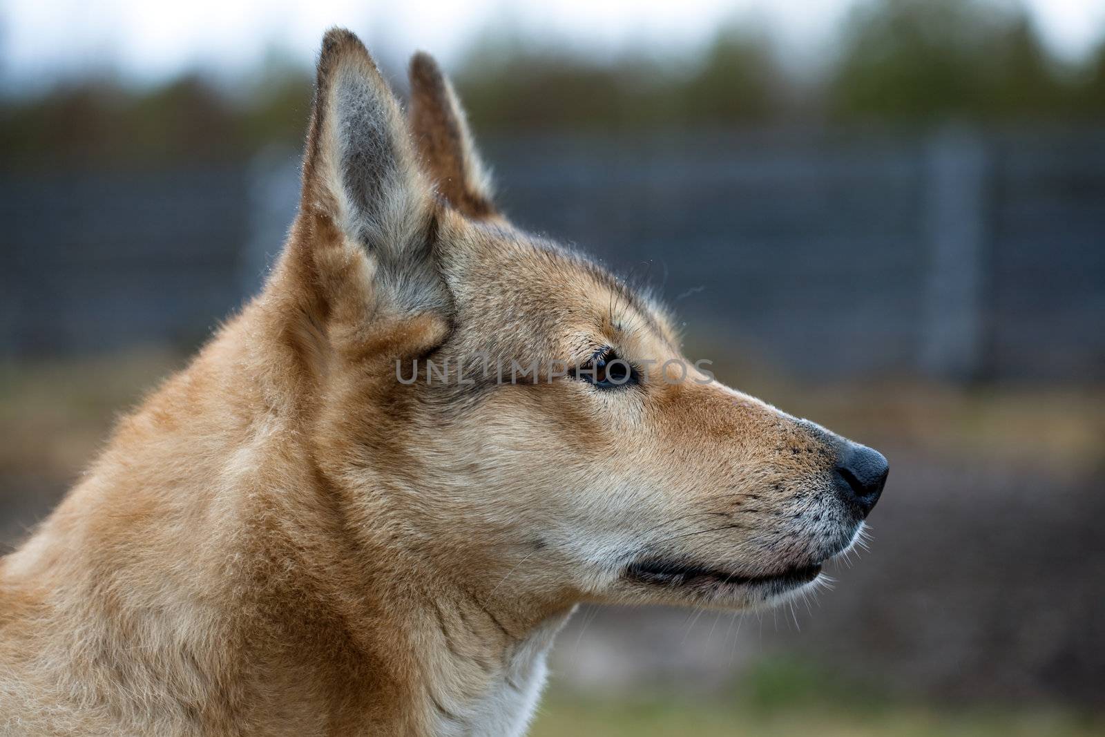 Portrait of a hunting dog on the background of the forest