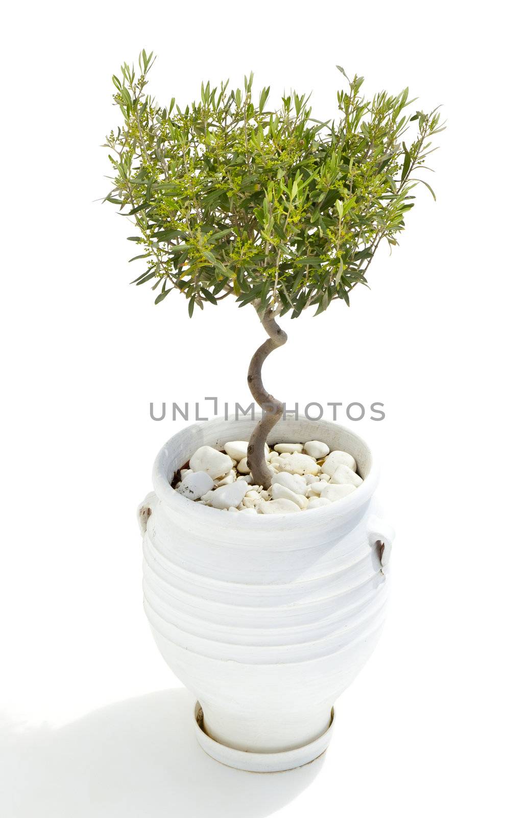 An image of an olive tree on white background