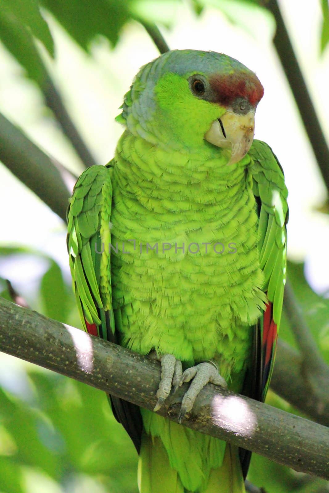 Military green parrot standing on a branch by Elenaphotos21