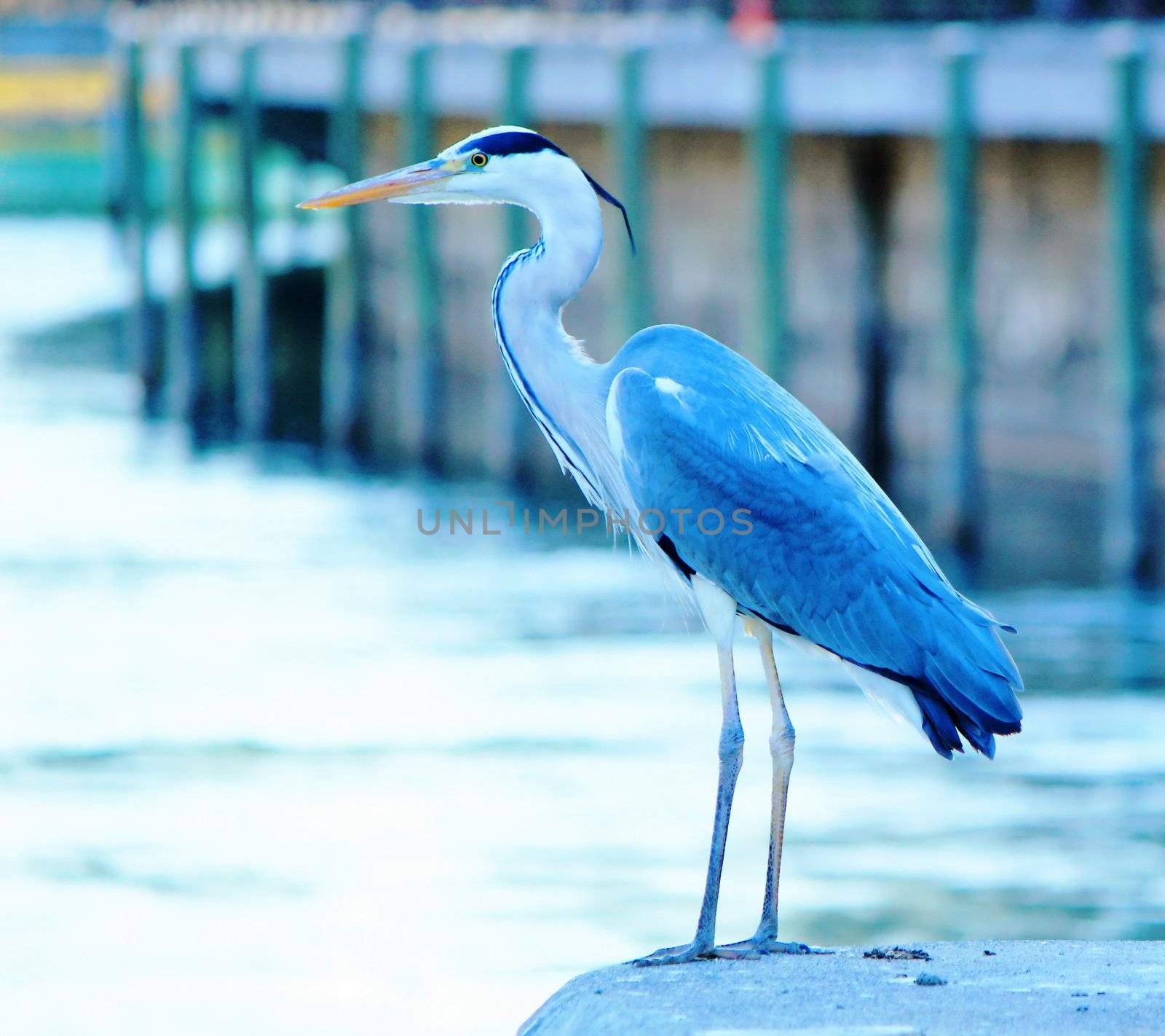 Great blue heron standing on a wall in the city near the river