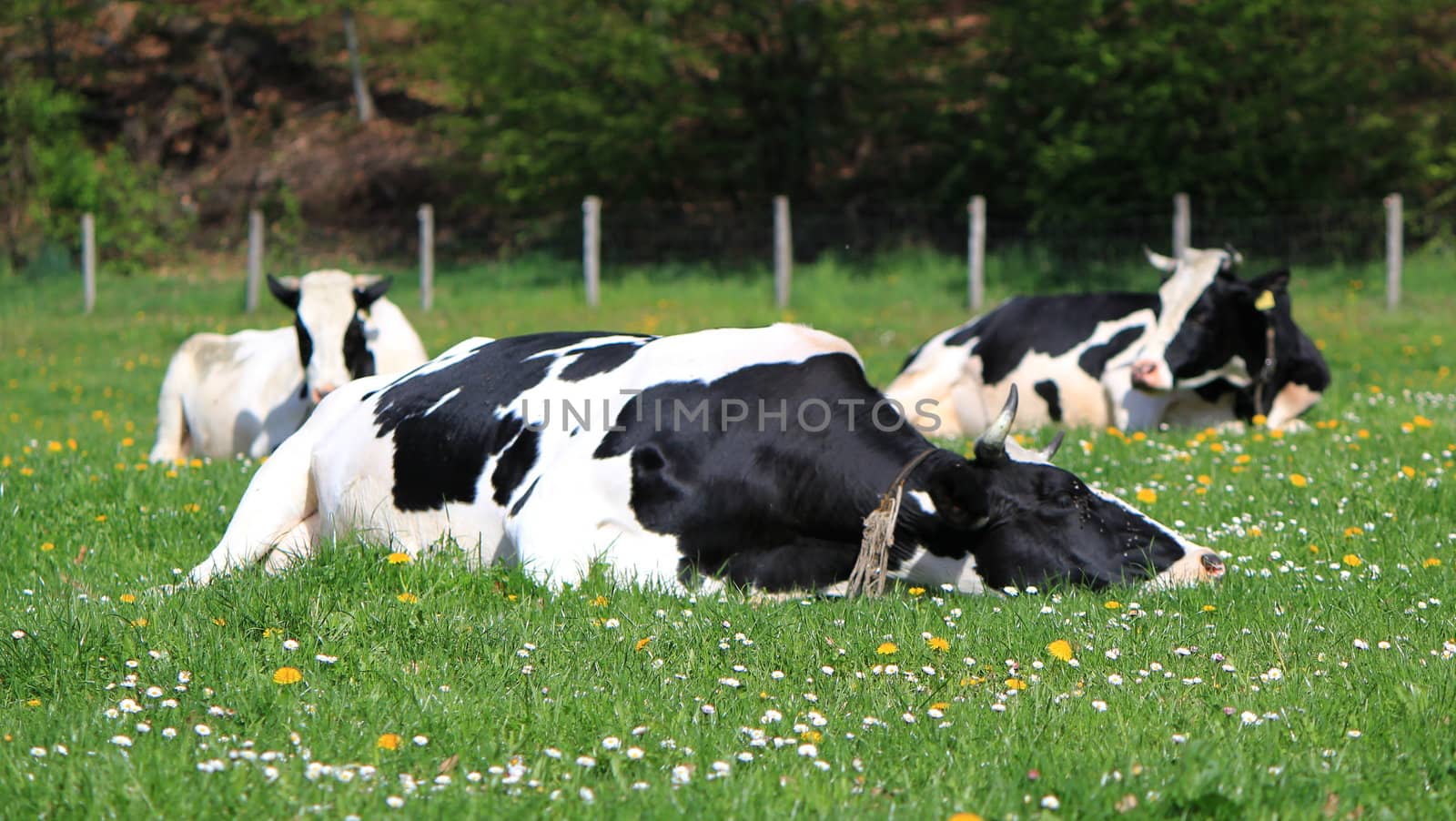 Cows of Fribourg canton, Switzerland, resting by Elenaphotos21