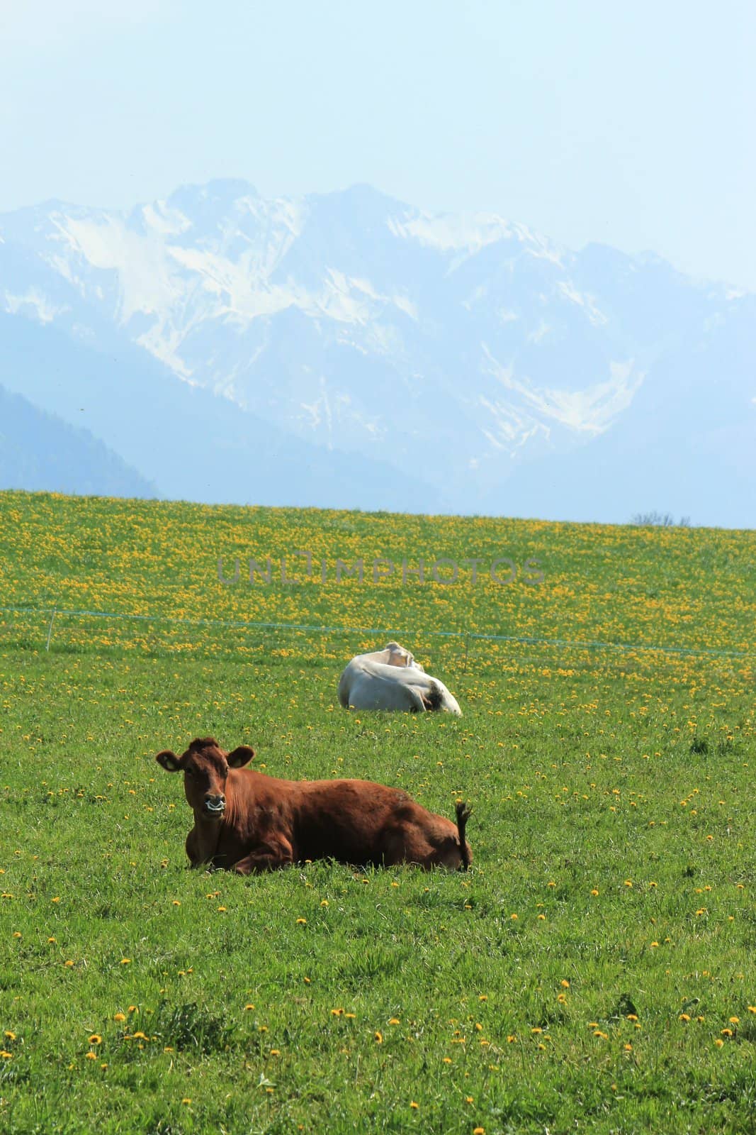Cows and Alps mountains, Switzerland by Elenaphotos21