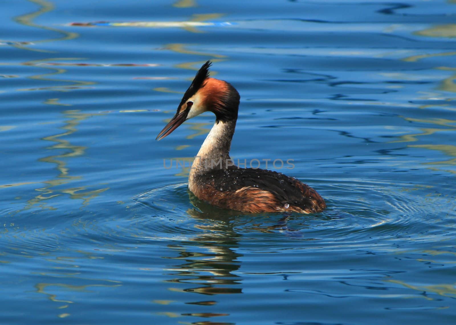 Great crested grebe duck by Elenaphotos21