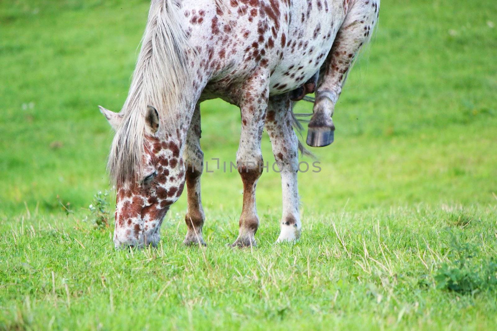 White and bown appaloosa horse with one leg up eating the grass in a meadow