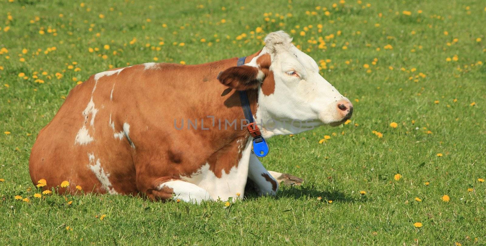 cow brown and white