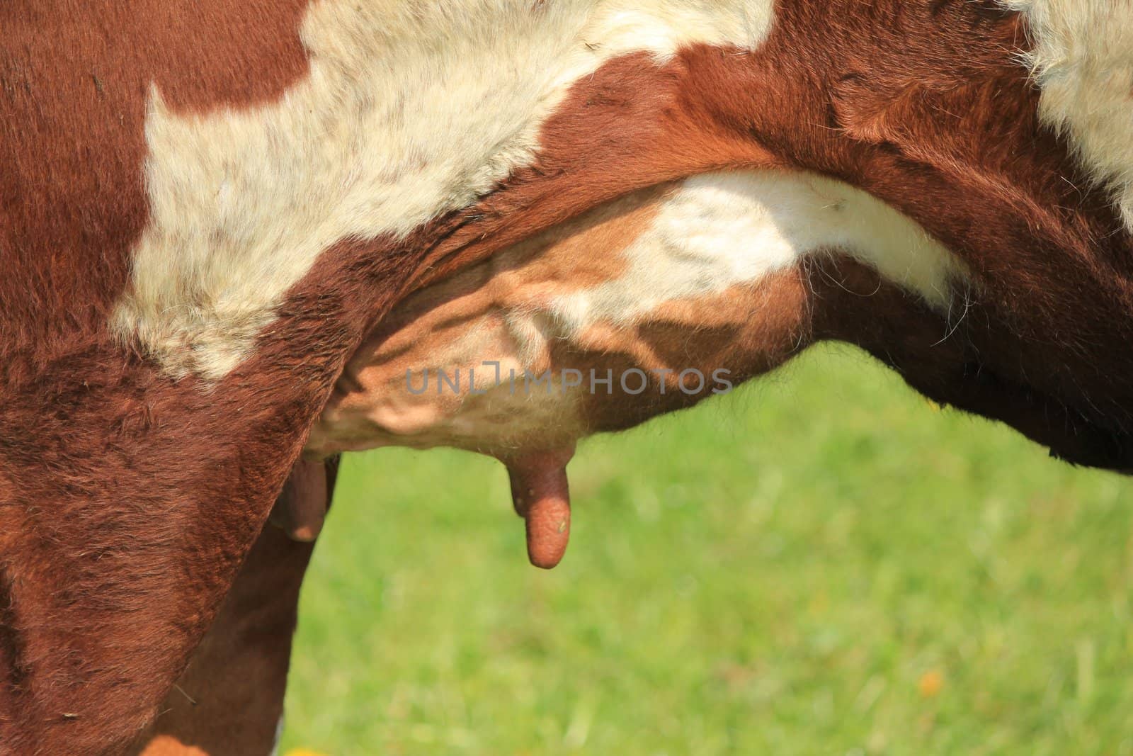 udder cows brown and white