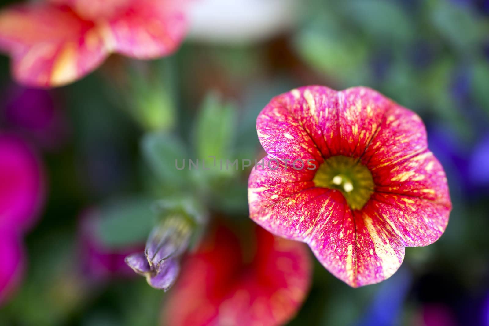 Macro million bells flower with shallow depth of field.