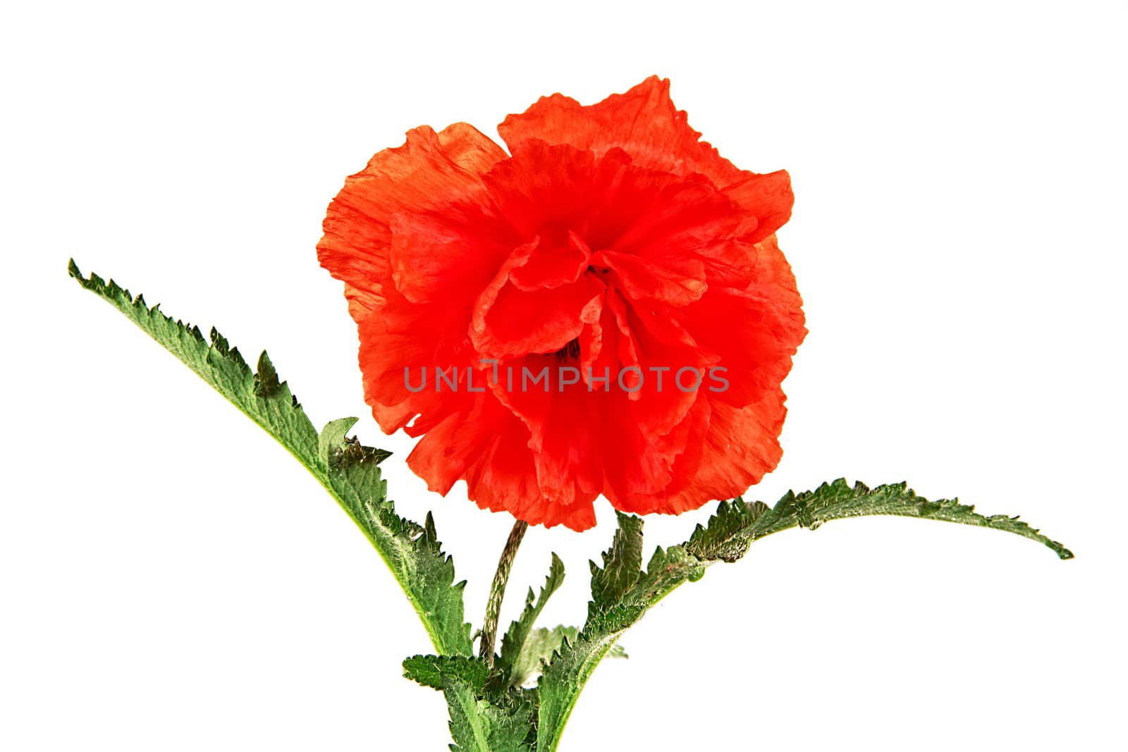 Oriental poppy, Latin Papaver oriental, isolated on a white background