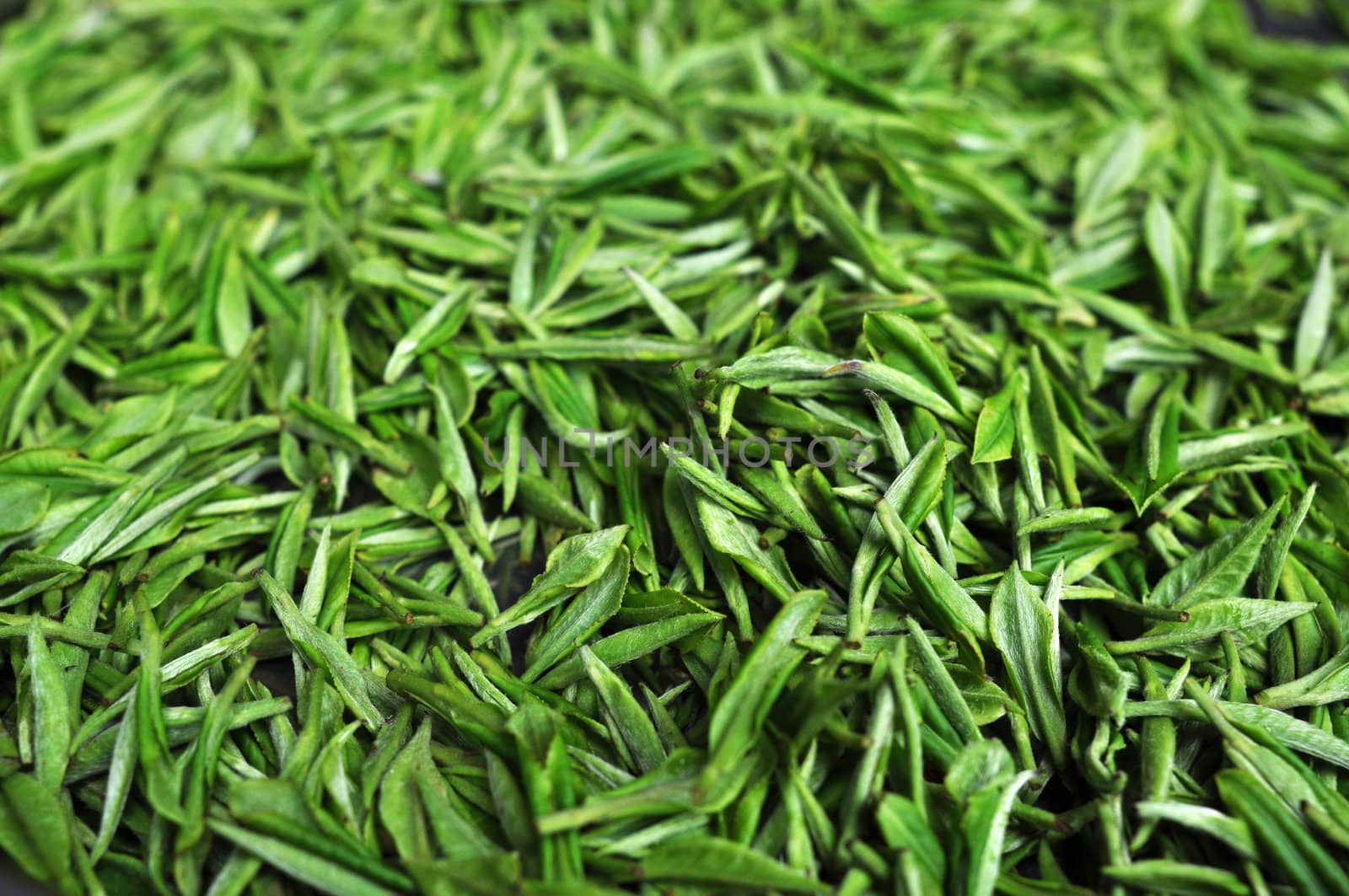 Fresh green tea leaves