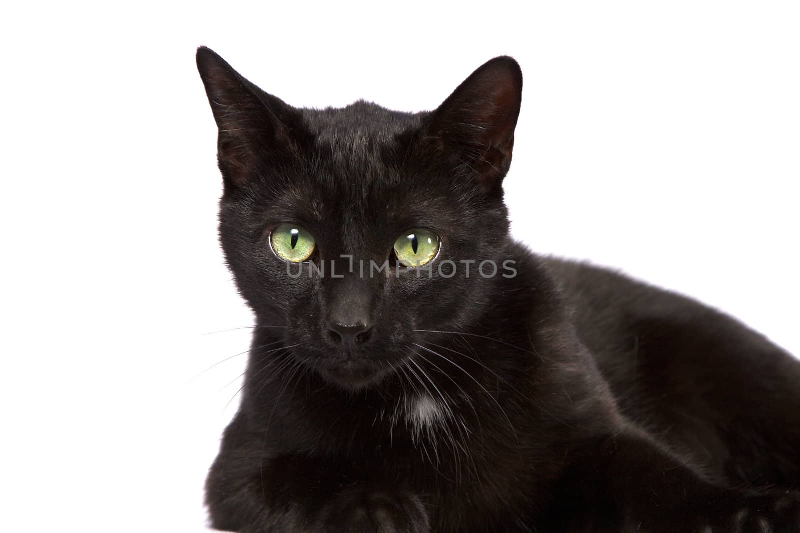 Black Cat Looking At You Isolated on White