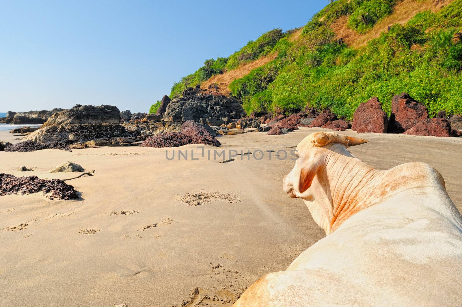 White cow on the rocky seashore in India