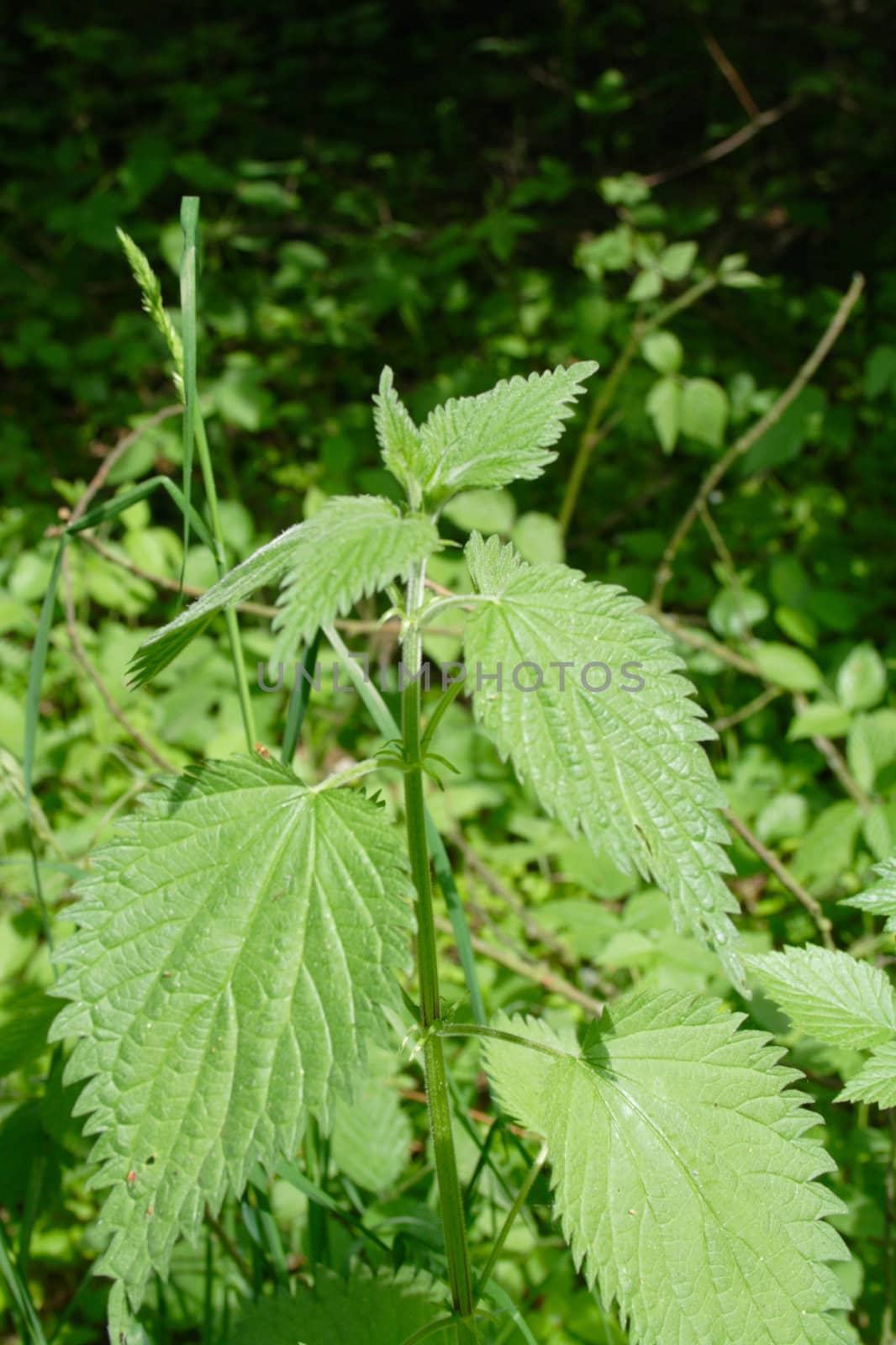 growing in thickets nettle, the colored photo
