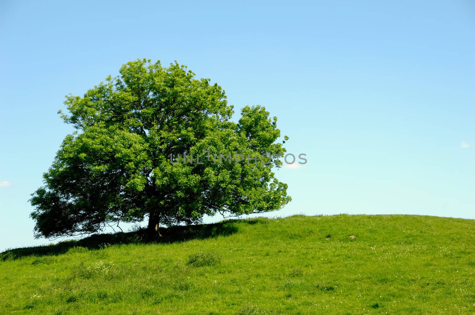 A tree on top of a hill with blue sky.